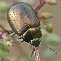 Chrysolina chalcites